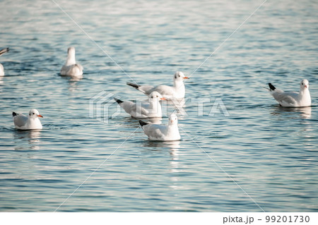 A flock of seagulls fly, fishing and swim in the sea. Warm sunset sky over the ocean. Silhouettes of seagulls flying in slow motion with the sea in the background at sunset. Evening. Nobody. 99201730