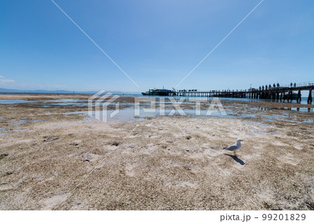 写真素材 干潮の船着き場 グリーンアイランドにて 写真素材 干潮の船着き場 グリーンアイランドにて 99201829