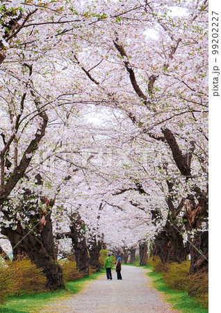 朝の北上展勝地【岩手県北上市】 99202227