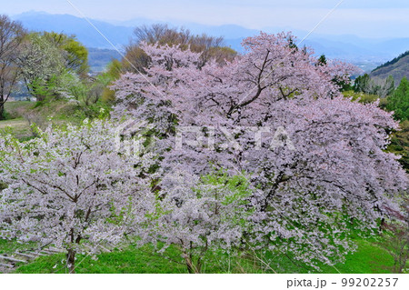 春の信州 中野市替佐城址（武田信玄出城）の桜満開 99202257