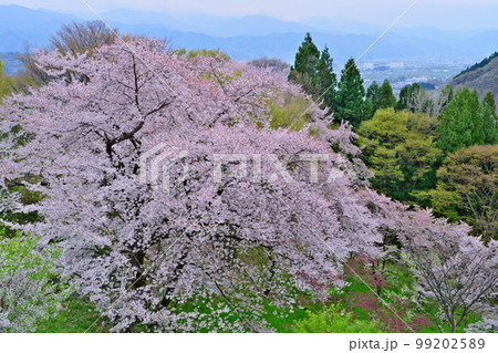春の信州 満開の桜中野市替佐城址（武田信玄出城）から町並みと山並みを望む 99202589