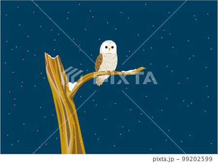 エゾフクロウ10夜 エゾフクロウ10夜 99202599