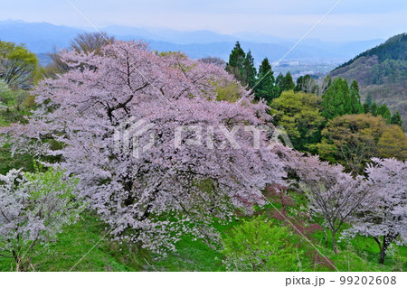春の信州 満開の桜中野市替佐城址（武田信玄出城）から町並みと山並みを望み歴史を想う 99202608