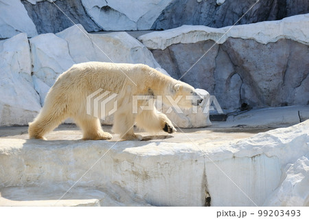 前を向いて歩くホッキョクグマを横から撮影 99203493