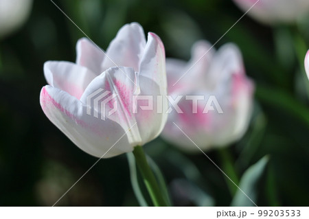 色とりどりに咲き誇る赤白黄色 色とりどりに咲き誇る赤白黄色 99203533