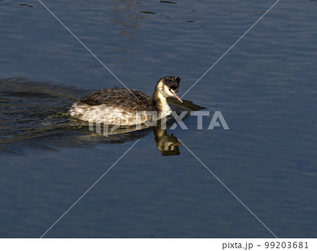 水面を進む冬羽のカンムリカイツブリ 水面を進む冬羽のカンムリカイツブリ 99203681