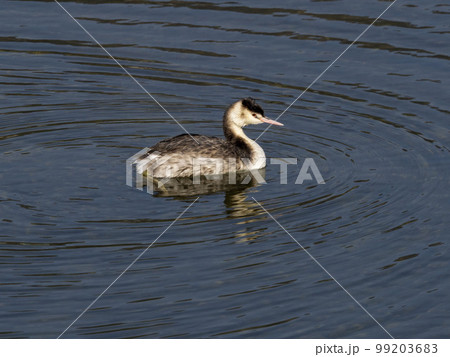 川にいる冬羽のカンムリカイツブリ 99203683