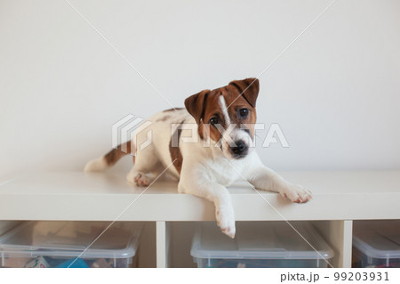 Puppy jack russell terrier lies and plays. Puppy jack russell terrier lies and plays. 99203931