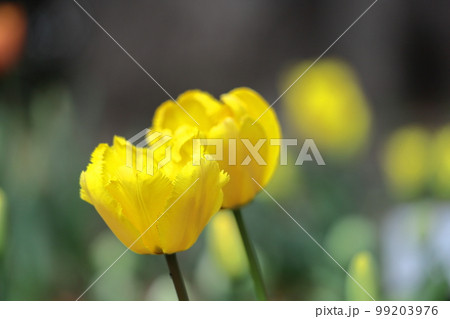 色とりどりに咲き誇る赤白黄色 色とりどりに咲き誇る赤白黄色 99203976