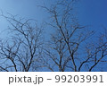 trees and branches without leaves with  sky for background 99203991