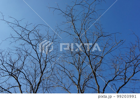 trees and branches without leaves with sky for background trees and branches without leaves with sky for background 99203991