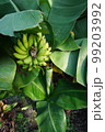 bananas on the tree in the garden 99203992