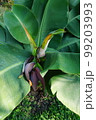 Banana blossom on the tree in the garden 99203993