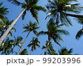 coconut trees and blue sky for background 99203996