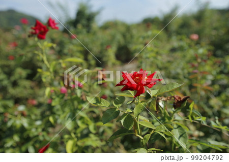 荒尾市　おもやい市民花壇　バラの花、 99204792