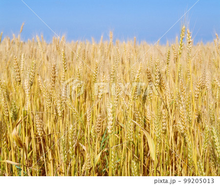 麦畑　 99205013