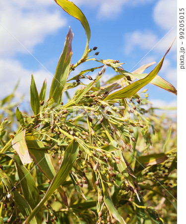 ハト麦畑 99205015