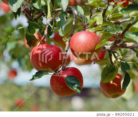 リンゴ 99205021