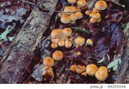 天然ナメコ 99205046