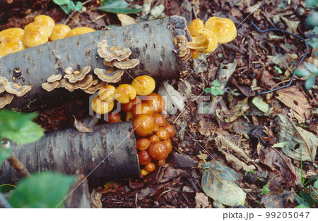 天然ナメコ 天然ナメコ 99205047