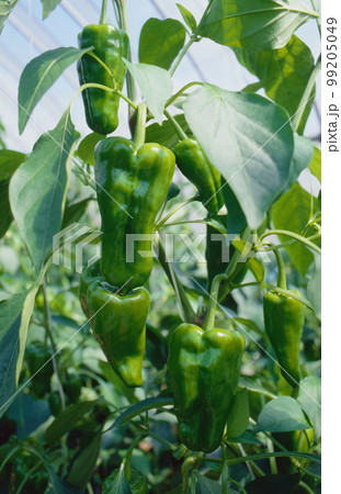 ピーマン 99205049