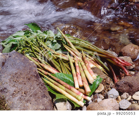 山菜　ミズ　タケノコ　ワラビ 99205053