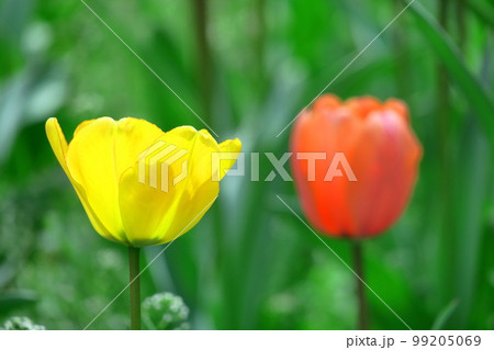 色とりどりに咲き誇る赤白黄色 色とりどりに咲き誇る赤白黄色 99205069