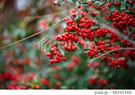 たわわに実ったさんざしの赤い実 99205560