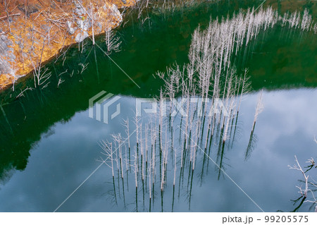 荘厳で美しいダム湖の水没林 湯西川 荘厳で美しいダム湖の水没林 湯西川 99205575