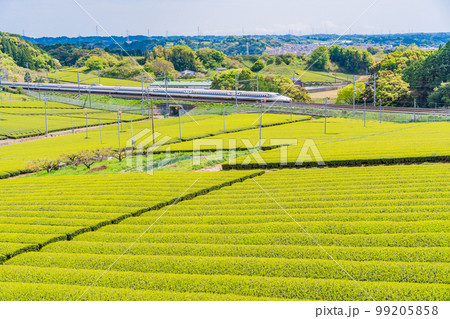 （静岡県）牧之原の茶畑を走る新幹線 99205858