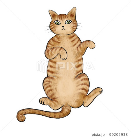 ヘソ天のチャトラ、仰向けの茶色い猫のイラスト、仰向けのトラ柄の猫のイラスト、ヘソ天ネコ 99205938