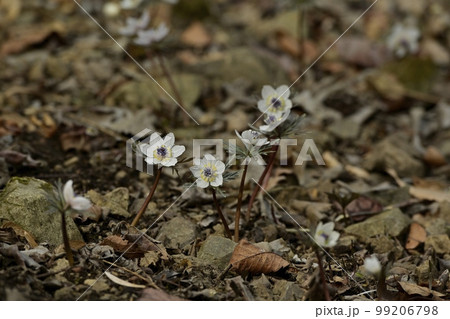 小鹿野町両神の自生地に咲くセツブンソウの花 99206798