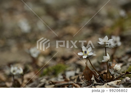 小鹿野町両神の自生地に咲くセツブンソウの花 小鹿野町両神の自生地に咲くセツブンソウの花 99206802