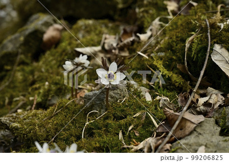 小鹿野町両神の自生地に咲くセツブンソウの花 小鹿野町両神の自生地に咲くセツブンソウの花 99206825