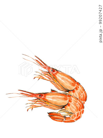 シマエビ2尾のイラスト【手描き水彩画】白バック 透過背景 コピースペースあり 99207427