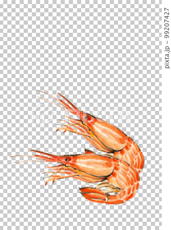 シマエビ2尾のイラスト【手描き水彩画】白バック 透過背景 コピースペースあり 99207427
