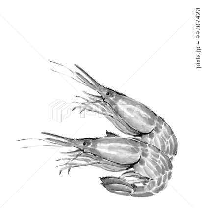 シマエビ2尾のモノトーンイラスト【水墨画風水彩画】白バック 透過背景 コピースペースあり 99207428