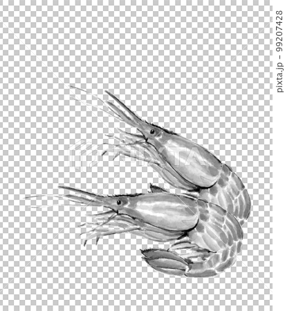 シマエビ2尾のモノトーンイラスト【水墨画風水彩画】白バック 透過背景 コピースペースあり 99207428