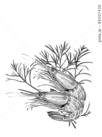 オカヒジキニのせたシマエビ2尾のモノトイラスト【水墨画水彩画】白バック 透過背景 コピースペースあり オカヒジキニのせたシマエビ2尾のモノトイラスト【水墨画水彩画】白バック 透過背景 コピースペースあり 99207430