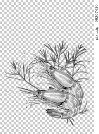 オカヒジキニのせたシマエビ2尾のモノトイラスト【水墨画水彩画】白バック 透過背景 コピースペースあり オカヒジキニのせたシマエビ2尾のモノトイラスト【水墨画水彩画】白バック 透過背景 コピースペースあり 99207430