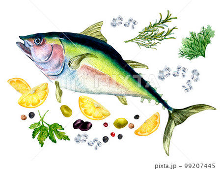 Set of tuna and herbs watercolor illustration isolated on white. Set of tuna and herbs watercolor illustration isolated on white. 99207445