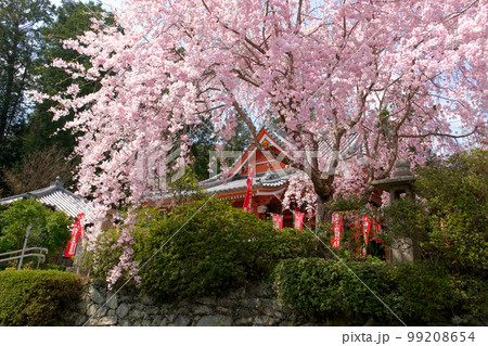 お寺と桜 99208654