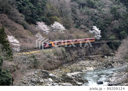 京都の嵯峨野トロッコ列車　桜満開の保津峡 99209124