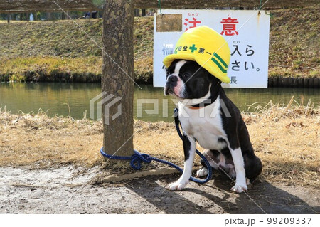 ゆずの里毛呂山町総合公園の池の前で安全第一の帽子を被って可愛く見つめるボストンテリアのマイティ君 ゆずの里毛呂山町総合公園の池の前で安全第一の帽子を被って可愛く見つめるボストンテリアのマイティ君 99209337