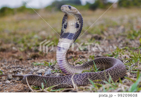 Indian spectacled cobra showing spectacle marks on back of the hood, Naja naja, Satara, Maharashtra,  India 99209608