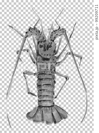 大龍蝦單調插畫【水墨風水彩畫】白背透明背 大龍蝦單調插畫【水墨風水彩畫】白背透明背 99209711