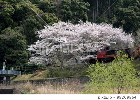 京都の嵯峨野トロッコ列車　桜満開の亀岡駅前 99209864