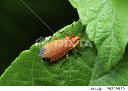 Orange firefly, Satara, Maharashtra,  India 99209920