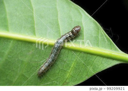Silk moth catterpillar, Satara, Maharashtra,  India 99209921