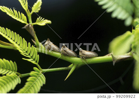 Spiny treehopper on tree branch 99209922